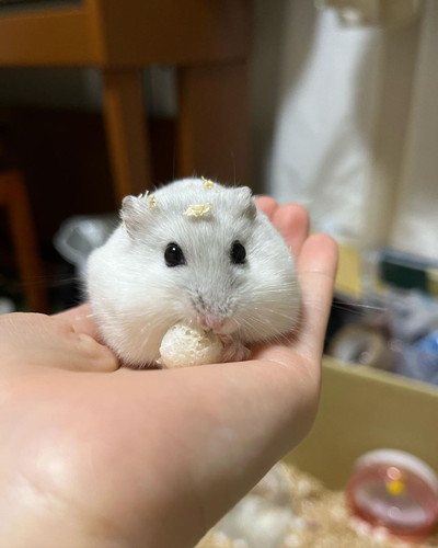 こもちくん