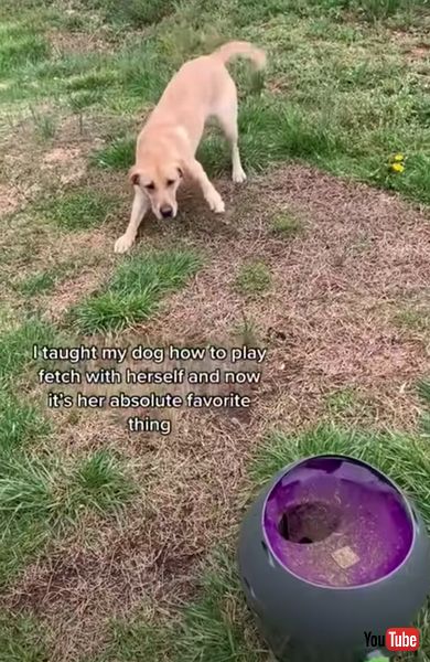 うれしそうなワンコ