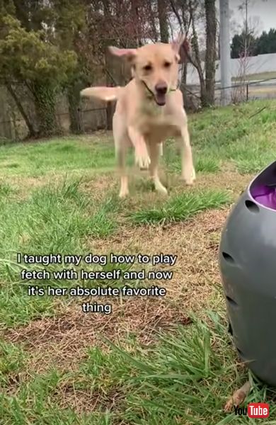 自動ボール投げ器で遊ぶワンコ