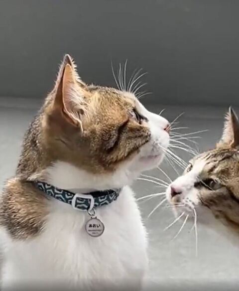蒼くんをみつめる架くん