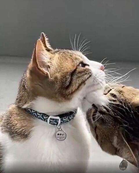 首にキスする架くん