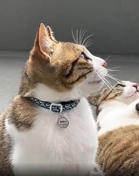 架くん上向いた