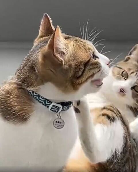 のぞきこむ架くん