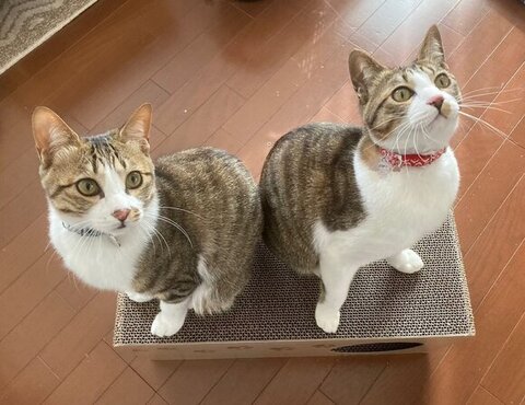 爪とぎの上2匹