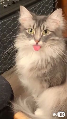 気付いていない猫ちゃん