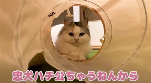 面白い猫