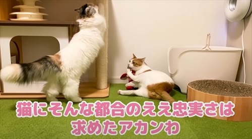 自由気ままな猫