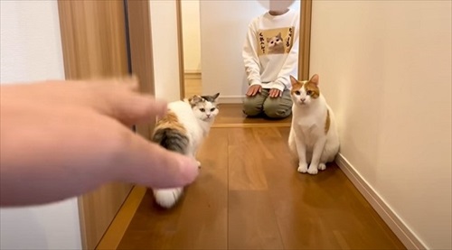 名前を呼ばれた猫