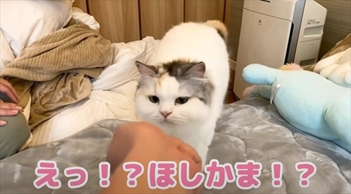 オヤツには反応する猫