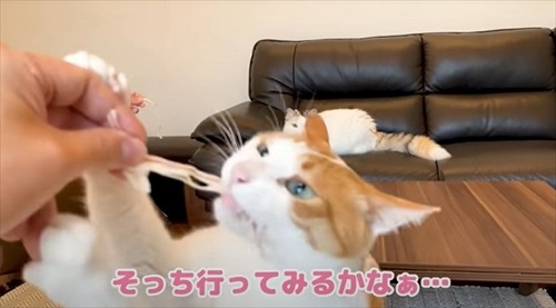 ほしかまをもらう猫