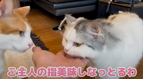 猫の面白い反応