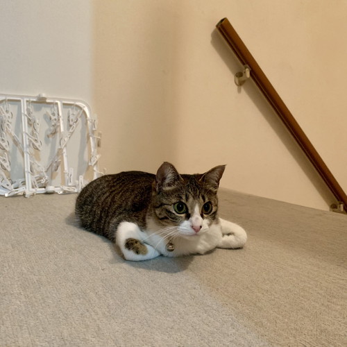 香箱座りの猫