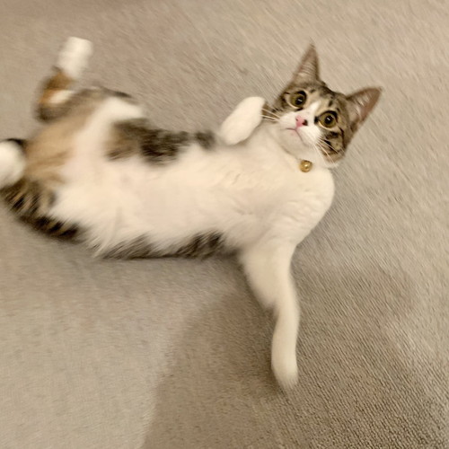 踊る猫