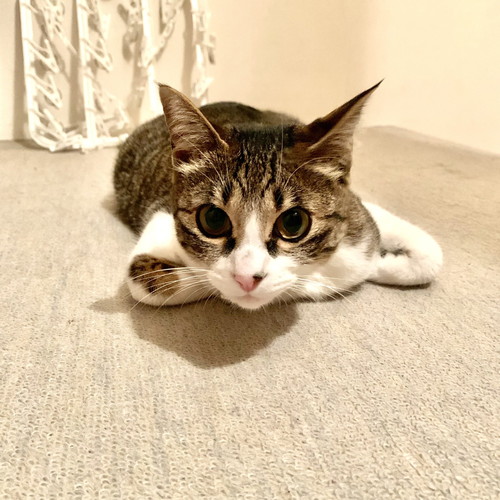 平らな猫