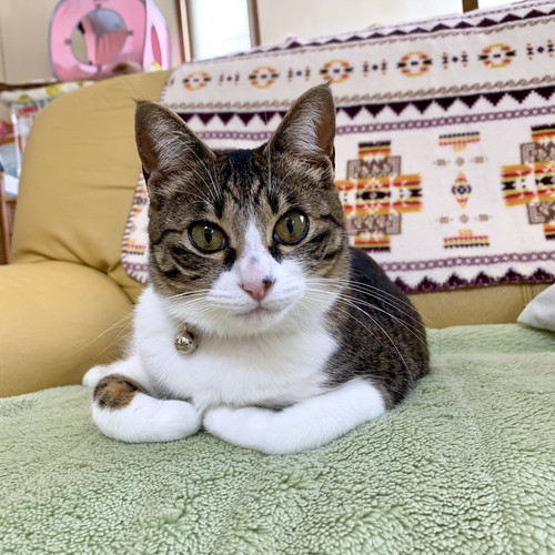 キジ白の猫