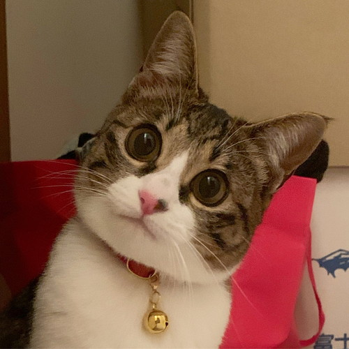 お目々がまん丸な猫