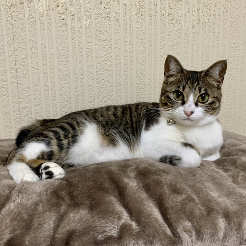 真顔の猫