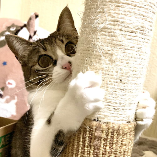 爪とぎする猫