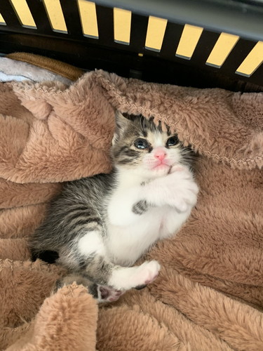 キジ白の子猫