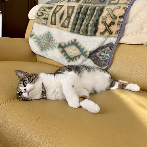 ゴロゴロする猫