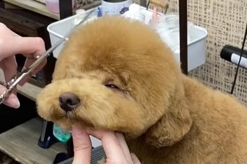 うとうとちょこさんアップ