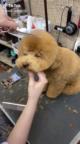 うとうとちょこさん