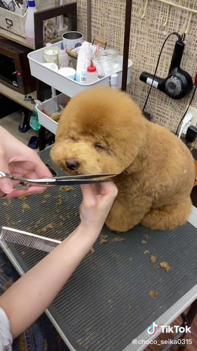 うとうとちょこさん