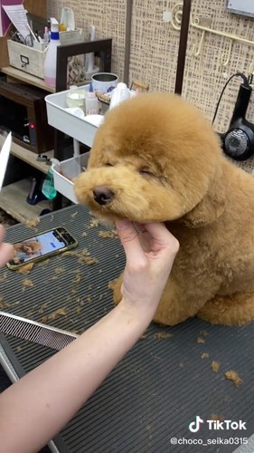 うとうとちょこさん