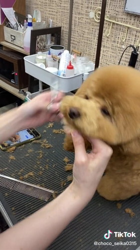 カクンとなるちょこさん