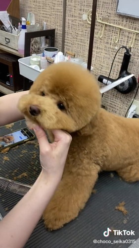 びっくりしたちょこさん