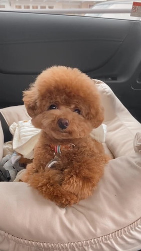 お出かけ中のちょこさん