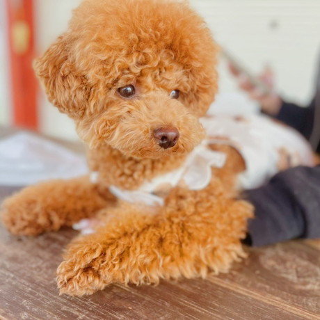 天使なちょこさん