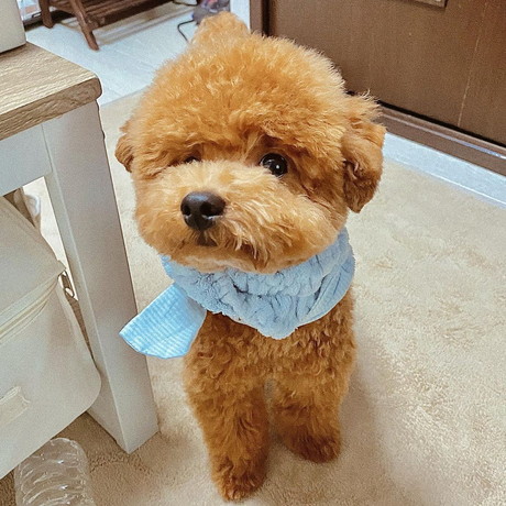 ヘアバンドを巻くちょこさん