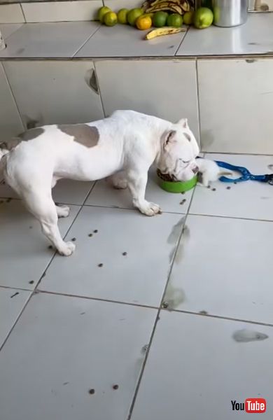 食事中のワンコ