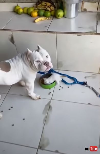 お皿に侵入する子猫