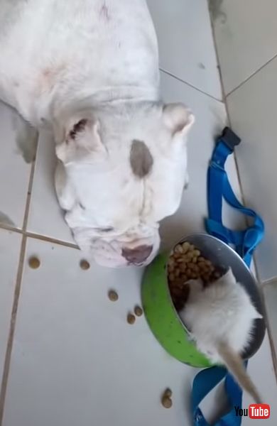 諦めてゆずる犬