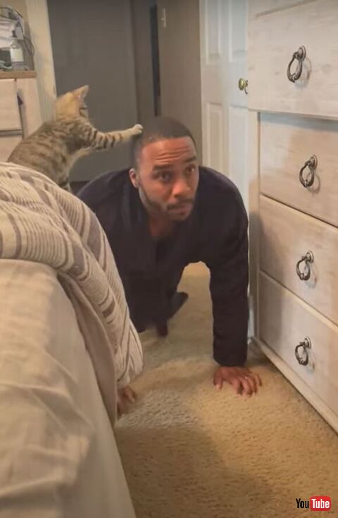 頭をおさえてる子猫