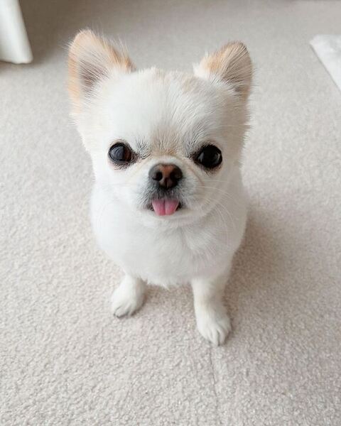 舌をだしてお座り