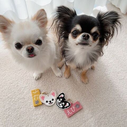 キーホルダーと2匹