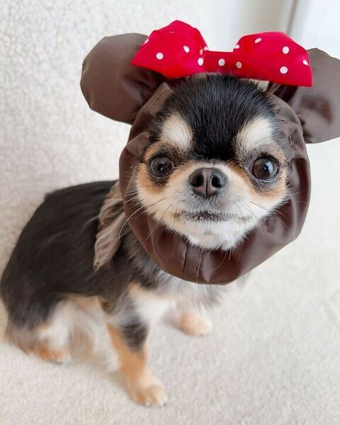 えびちゃんミニー