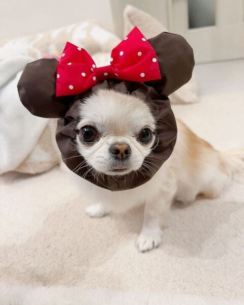 うにちゃんミニー