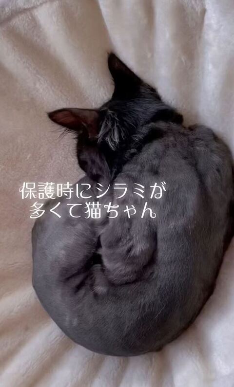 丸まってる