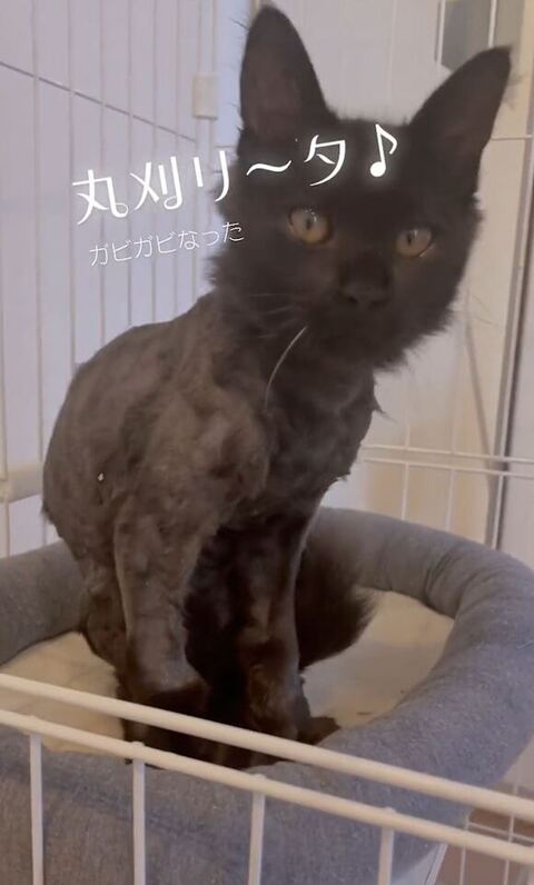毛が短いお座り