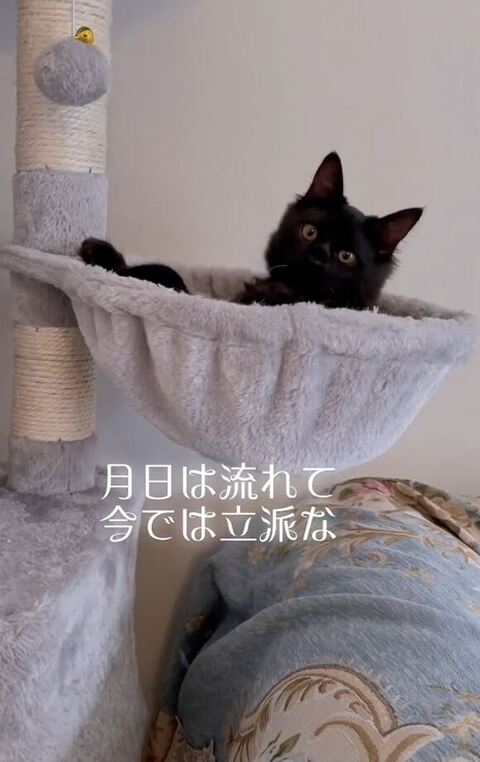 ハンモック