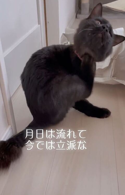首元掻いてる