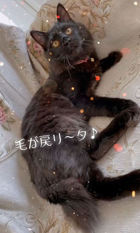 毛が生えた福丸くん