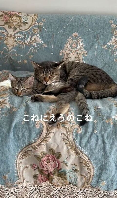 子猫の上に猫
