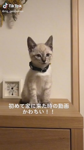 うとうと子猫がかわいい