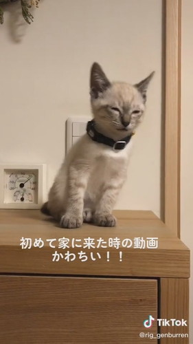 うとうと子猫がかわいい