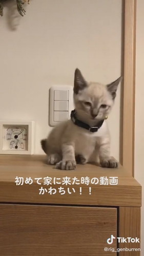 うとうと子猫がかわいい